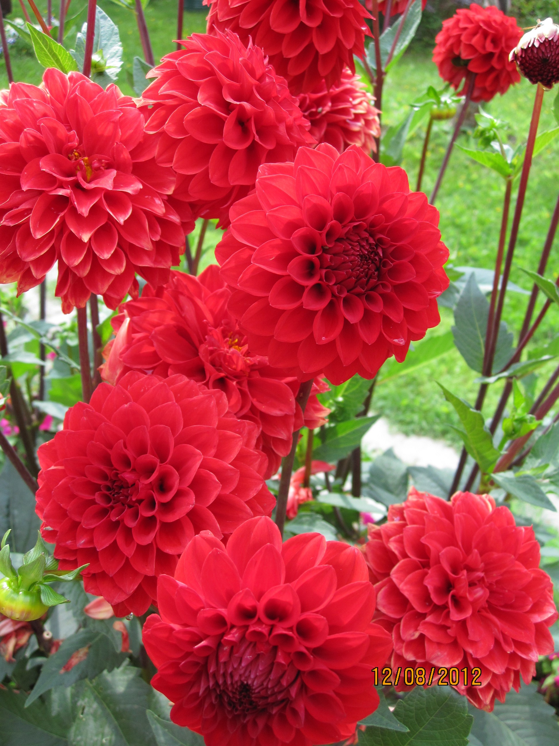 Цветы в саду